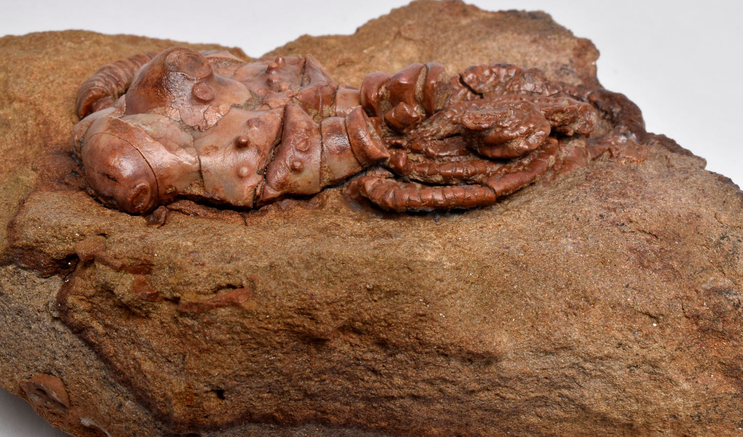 CRINOID FOSSIL, Jimbacrinus Bostocki, Western Australia, CR02