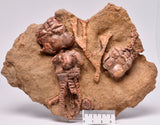 CRINOID FOSSIL, Jimbacrinus Bostocki, Western Australia, CR10