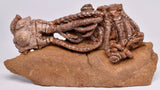 CRINOID FOSSIL, Jimbacrinus Bostocki, Western Australia, CR12