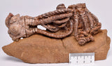 CRINOID FOSSIL, Jimbacrinus Bostocki, Western Australia, CR12