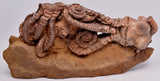 CRINOID FOSSIL, Jimbacrinus Bostocki, Western Australia, CR12