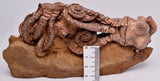 CRINOID FOSSIL, Jimbacrinus Bostocki, Western Australia, CR12