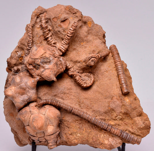 CRINOID FOSSIL, Jimbacrinus Bostocki, Western Australia, CR21