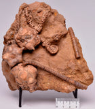 CRINOID FOSSIL, Jimbacrinus Bostocki, Western Australia, CR21