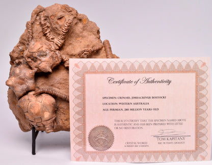 CRINOID FOSSIL, Jimbacrinus Bostocki, Western Australia, CR21