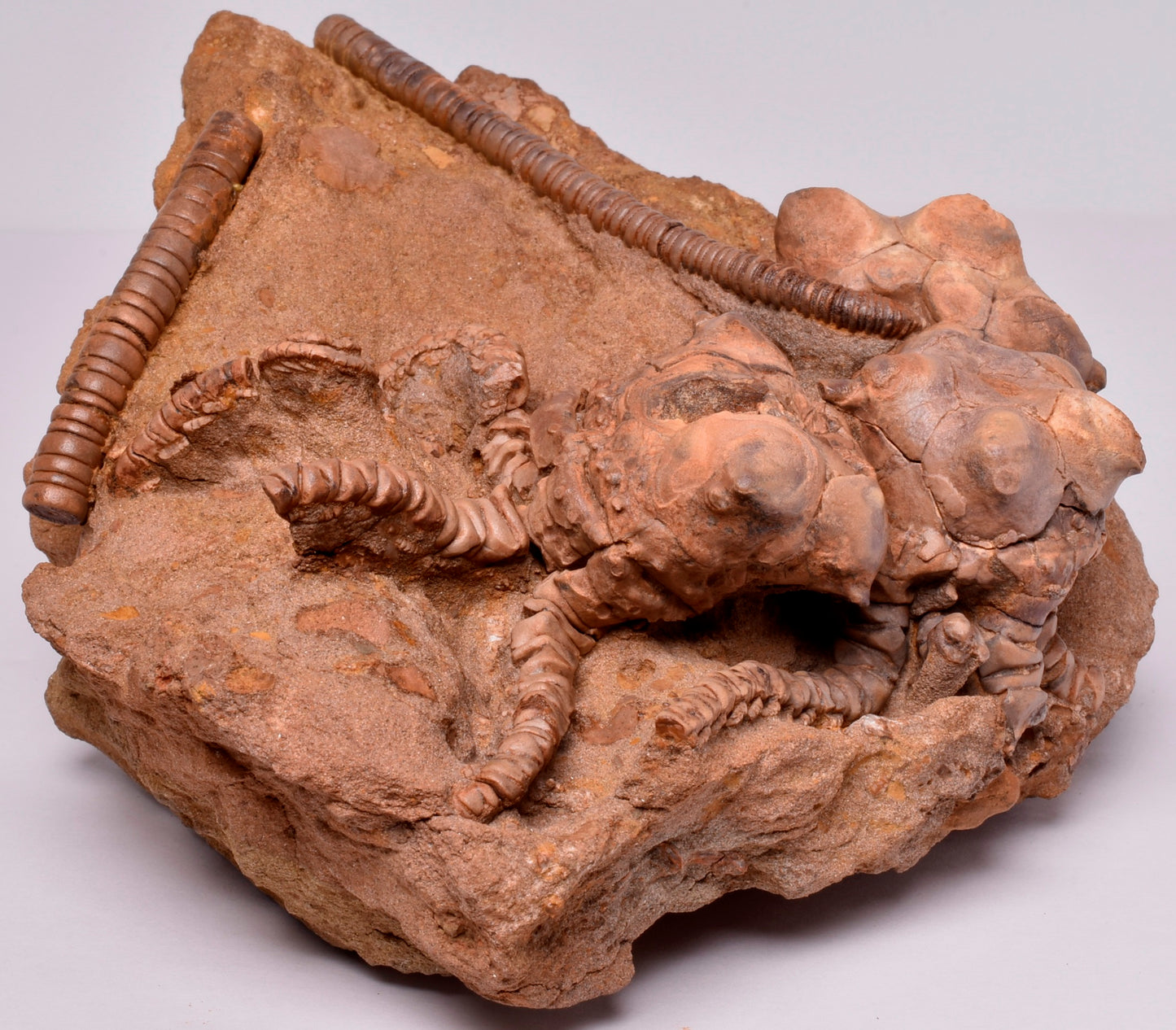 CRINOID FOSSIL, Jimbacrinus Bostocki, Western Australia, CR21