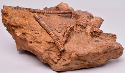 CRINOID FOSSIL, Jimbacrinus Bostocki, Western Australia, CR21