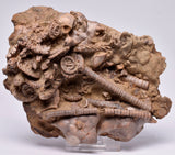 CRINOID FOSSIL, Jimbacrinus Bostocki, Western Australia, CR31