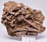 CRINOID FOSSIL, Jimbacrinus Bostocki, Western Australia, CR31