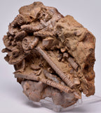 CRINOID FOSSIL, Jimbacrinus Bostocki, Western Australia, CR31