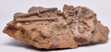 CRINOID FOSSIL, Jimbacrinus Bostocki, Western Australia, CR31