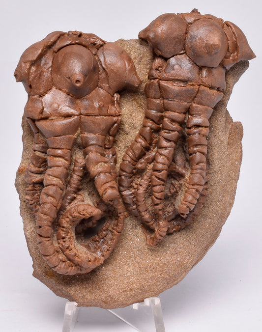 CRINOID FOSSIL, Jimbacrinus Bostocki, Western Australia, CR32