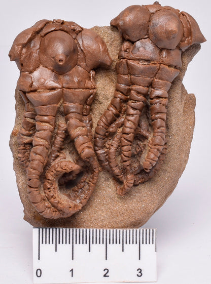 CRINOID FOSSIL, Jimbacrinus Bostocki, Western Australia, CR32