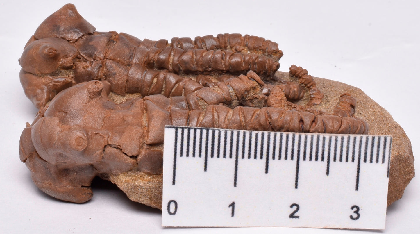 CRINOID FOSSIL, Jimbacrinus Bostocki, Western Australia, CR32