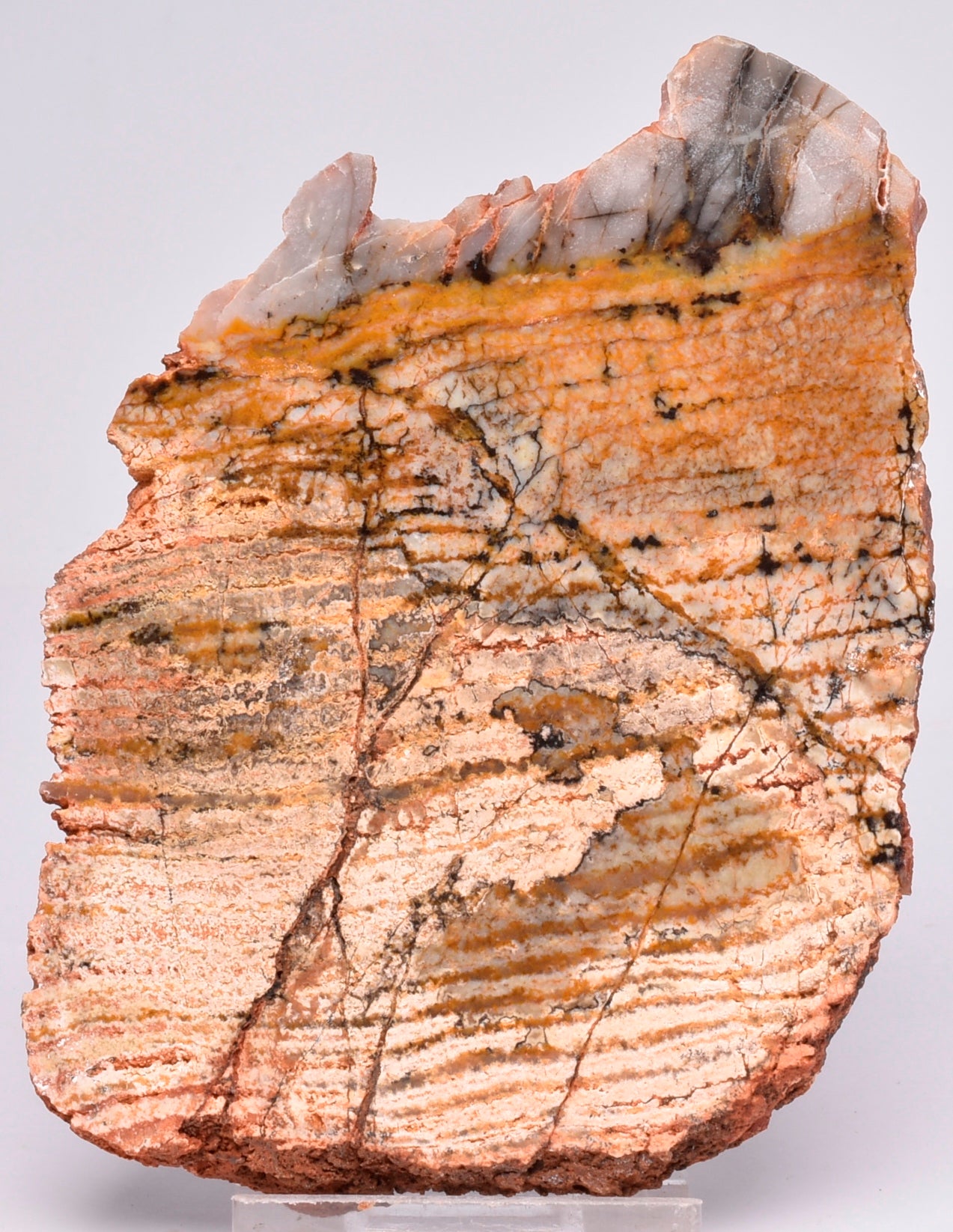 MICROBIAL MAT, Stromatolite STRELLEY POOL SLICE, S1024