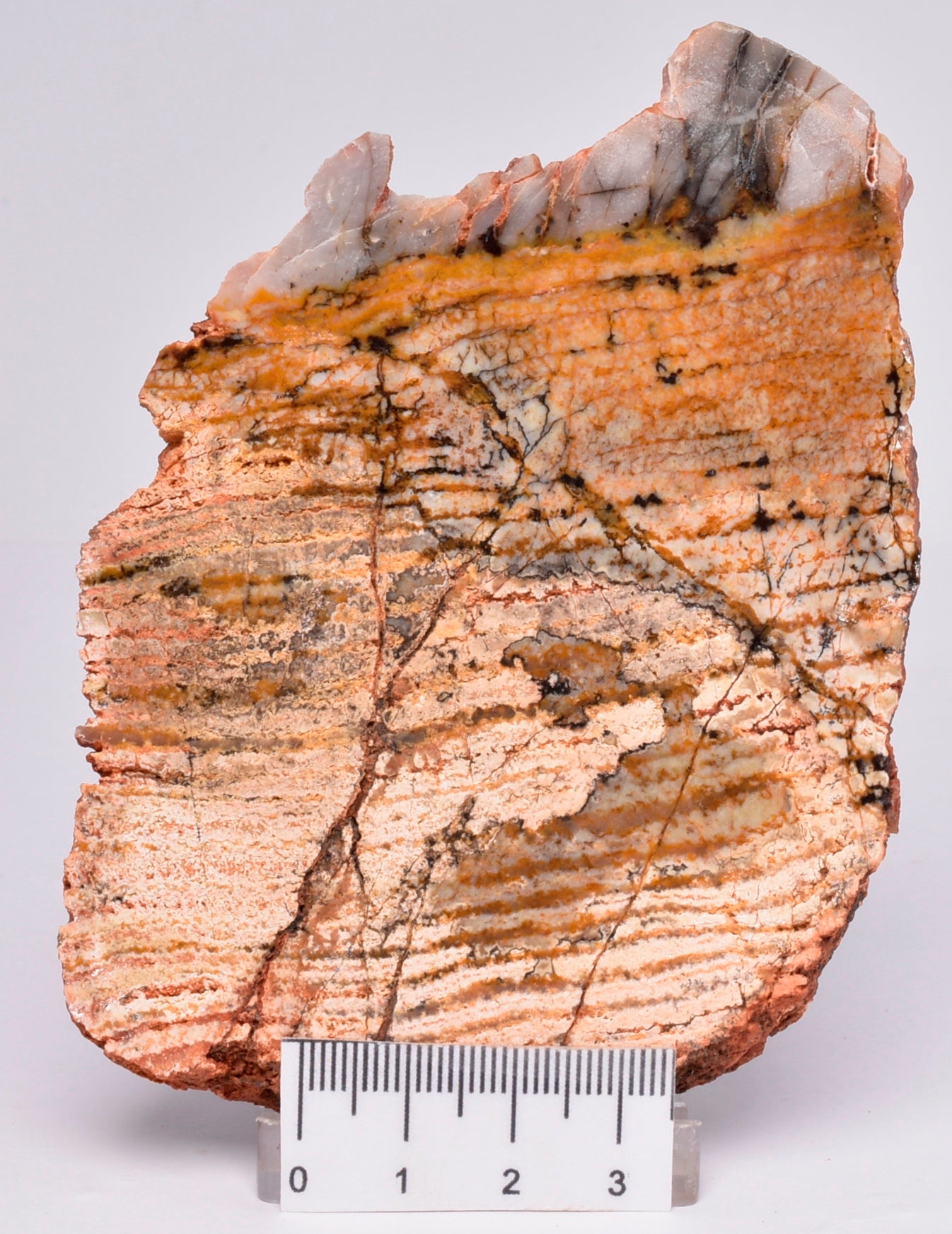 MICROBIAL MAT, Stromatolite STRELLEY POOL SLICE, S1024