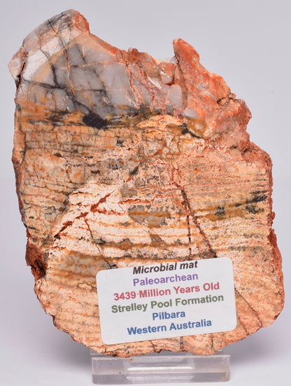 MICROBIAL MAT, Stromatolite STRELLEY POOL SLICE, S1024