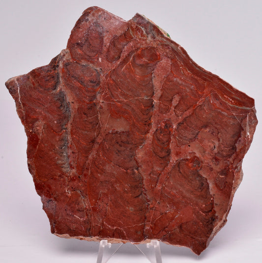 STROMATOLITE, Inzeria intia, PROTEROZOIC, FOSSIL S1023