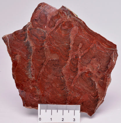 STROMATOLITE, Inzeria intia, PROTEROZOIC, FOSSIL S1023