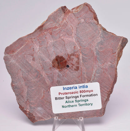 STROMATOLITE, Inzeria intia, PROTEROZOIC, FOSSIL S1023