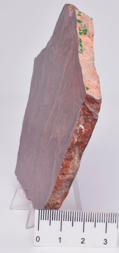 STROMATOLITE, Inzeria intia, PROTEROZOIC, FOSSIL S1023