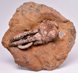 CRINOID FOSSIL, Jimbacrinus Bostocki, Western Australia, CR38