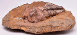 CRINOID FOSSIL, Jimbacrinus Bostocki, Western Australia, CR38