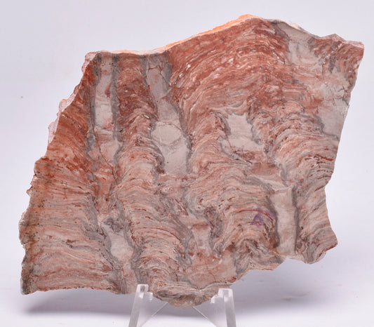 STROMATOLITE, Inzeria intia, PROTEROZOIC, FOSSIL S1022