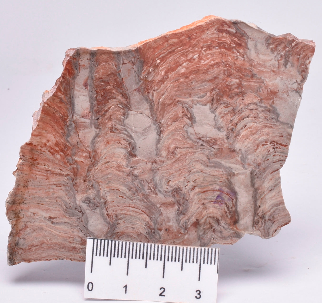 STROMATOLITE, Inzeria intia, PROTEROZOIC, FOSSIL S1022