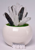 CLEAR QUARTZ POINTS with KYANITE in POT P939