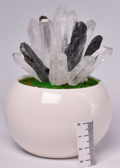 CLEAR QUARTZ POINTS with KYANITE in POT P939