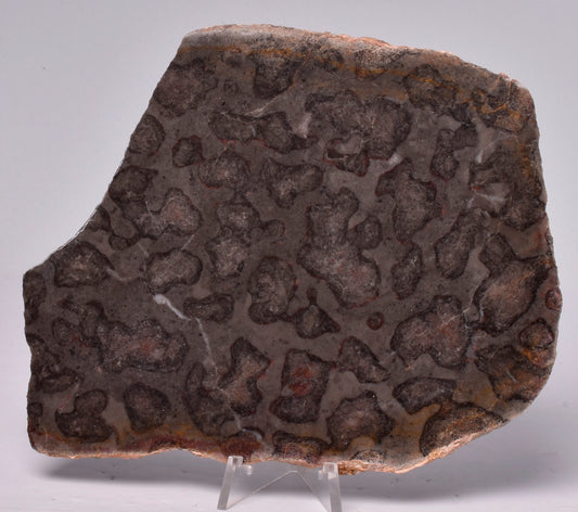 STROMATOLITE, Inzeria intia, PROTEROZOIC, FOSSIL S752