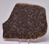 STROMATOLITE, Inzeria intia, PROTEROZOIC, FOSSIL S752