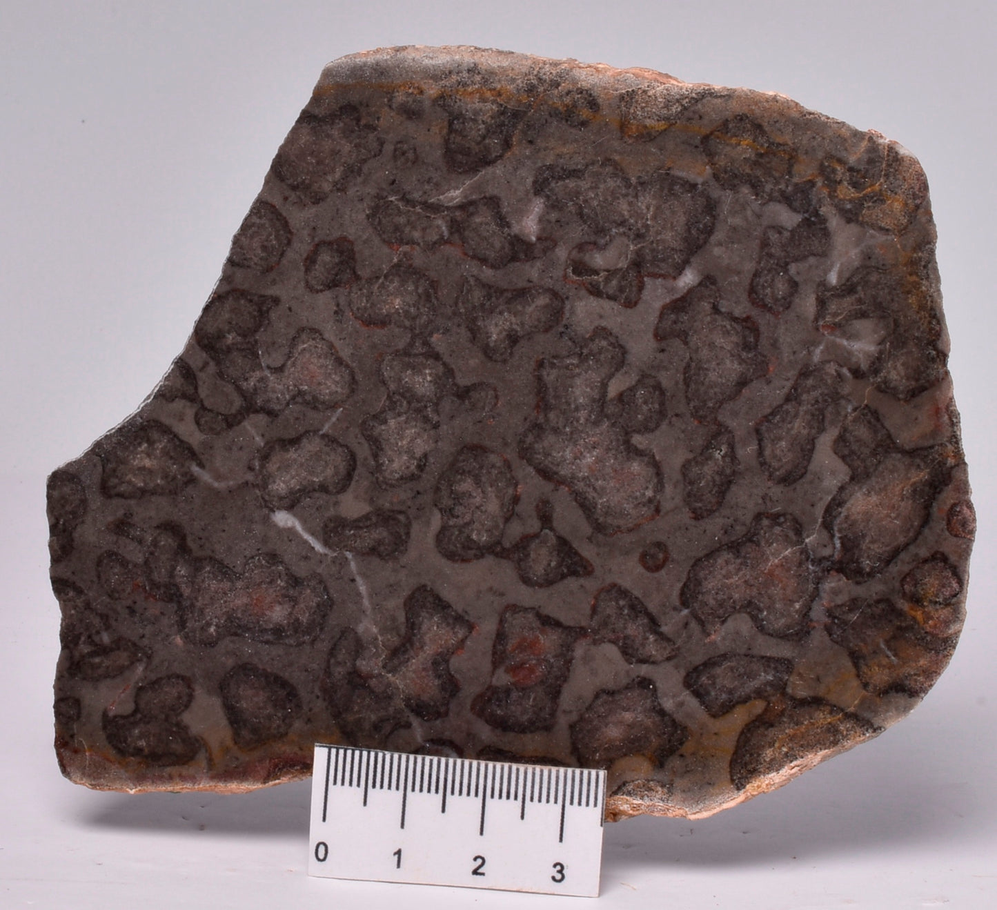 STROMATOLITE, Inzeria intia, PROTEROZOIC, FOSSIL S752