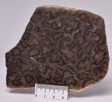 STROMATOLITE, Inzeria intia, PROTEROZOIC, FOSSIL S752