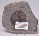 STROMATOLITE, Inzeria intia, PROTEROZOIC, FOSSIL S752