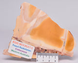 EGG MOOKAITE JASPER SLICE, 160 grams, Cretaceous, Australia S757