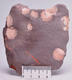 FOSSIL PORPITA LIAONANELL, MEDUSA, PRE CAMBRIAN, AUSTRALIA F376