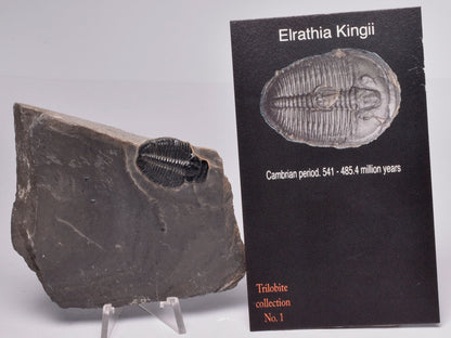 TRILOBITE FOSSIL, Elrathia Kingii, Middle Cambrian , Millard County Utah, F130