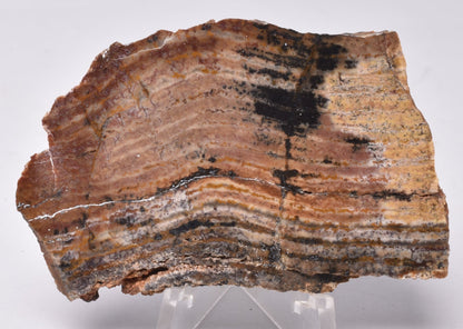 MICROBIAL MAT, Stromatolite STRELLEY POOL SLICE, S1315