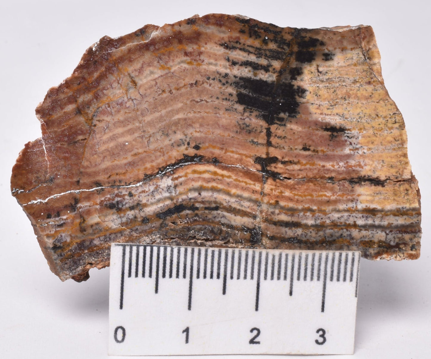 MICROBIAL MAT, Stromatolite STRELLEY POOL SLICE, S1315