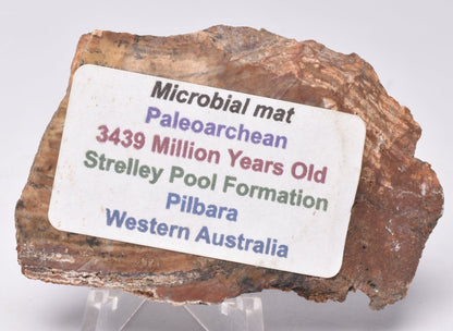 MICROBIAL MAT, Stromatolite STRELLEY POOL SLICE, S1315