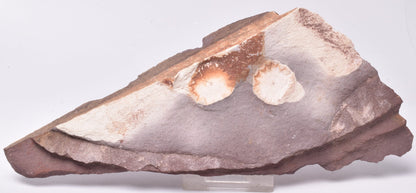 FOSSIL PORPITA LIAONANELLA, MEDUSA, PRE CAMBRIAN, AUSTRALIA F06