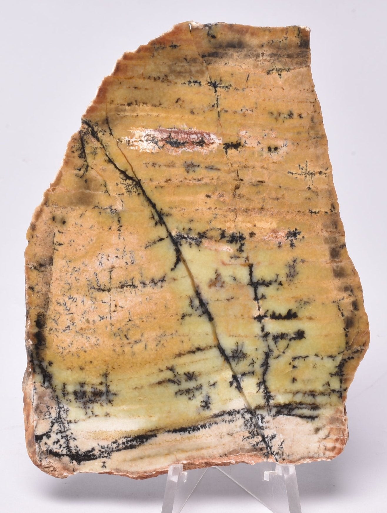 MICROBIAL MAT, Stromatolite STRELLEY POOL SLICE, S1320