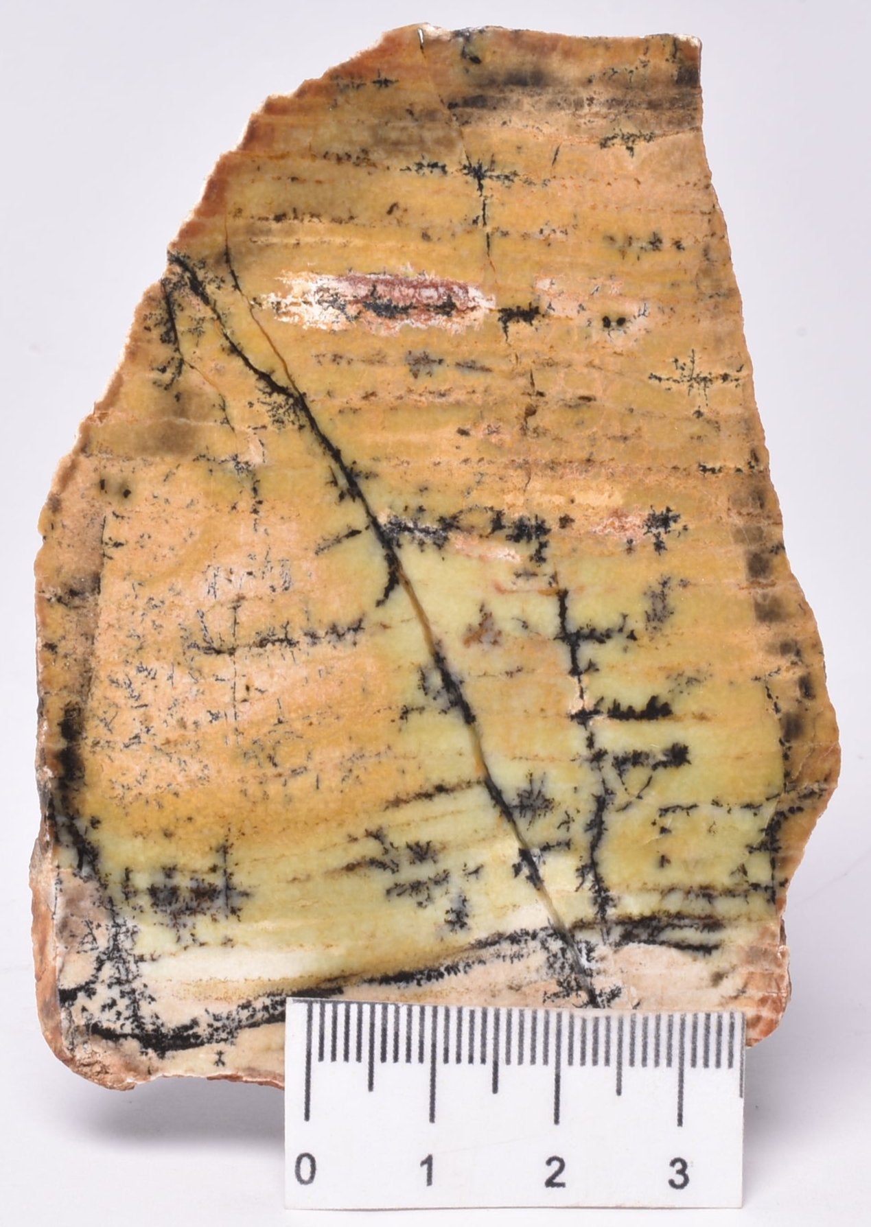 MICROBIAL MAT, Stromatolite STRELLEY POOL SLICE, S1320