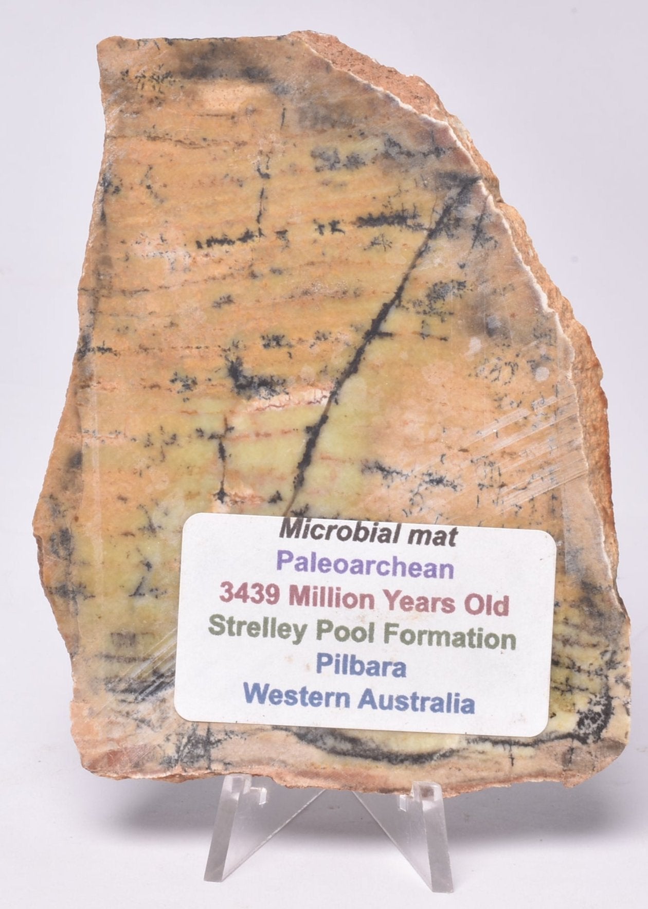 MICROBIAL MAT, Stromatolite STRELLEY POOL SLICE, S1320