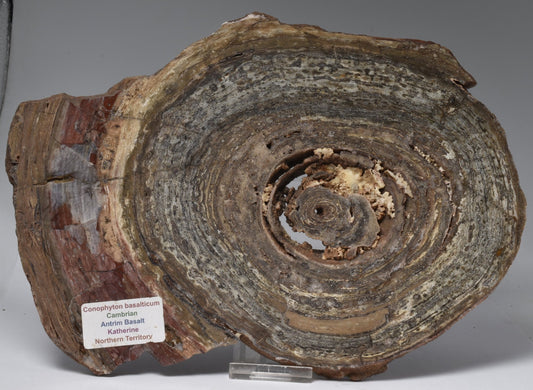 STROMATOLITE, CONOPHYTON, TOP SPRINGS, AUSTRALIA S13