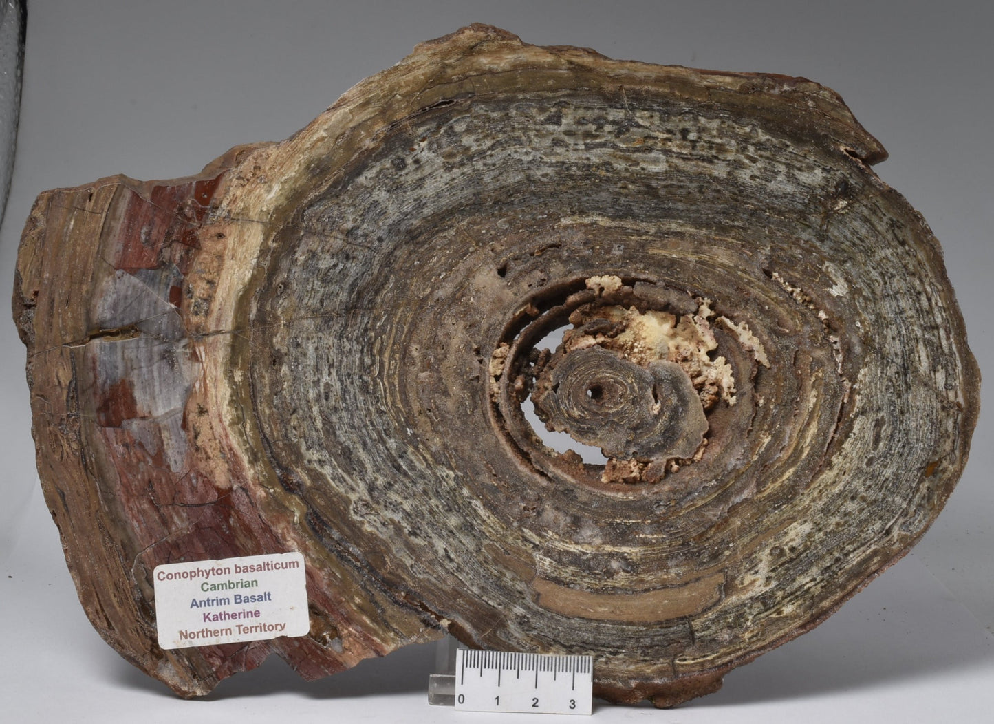 STROMATOLITE, CONOPHYTON, TOP SPRINGS, AUSTRALIA S13