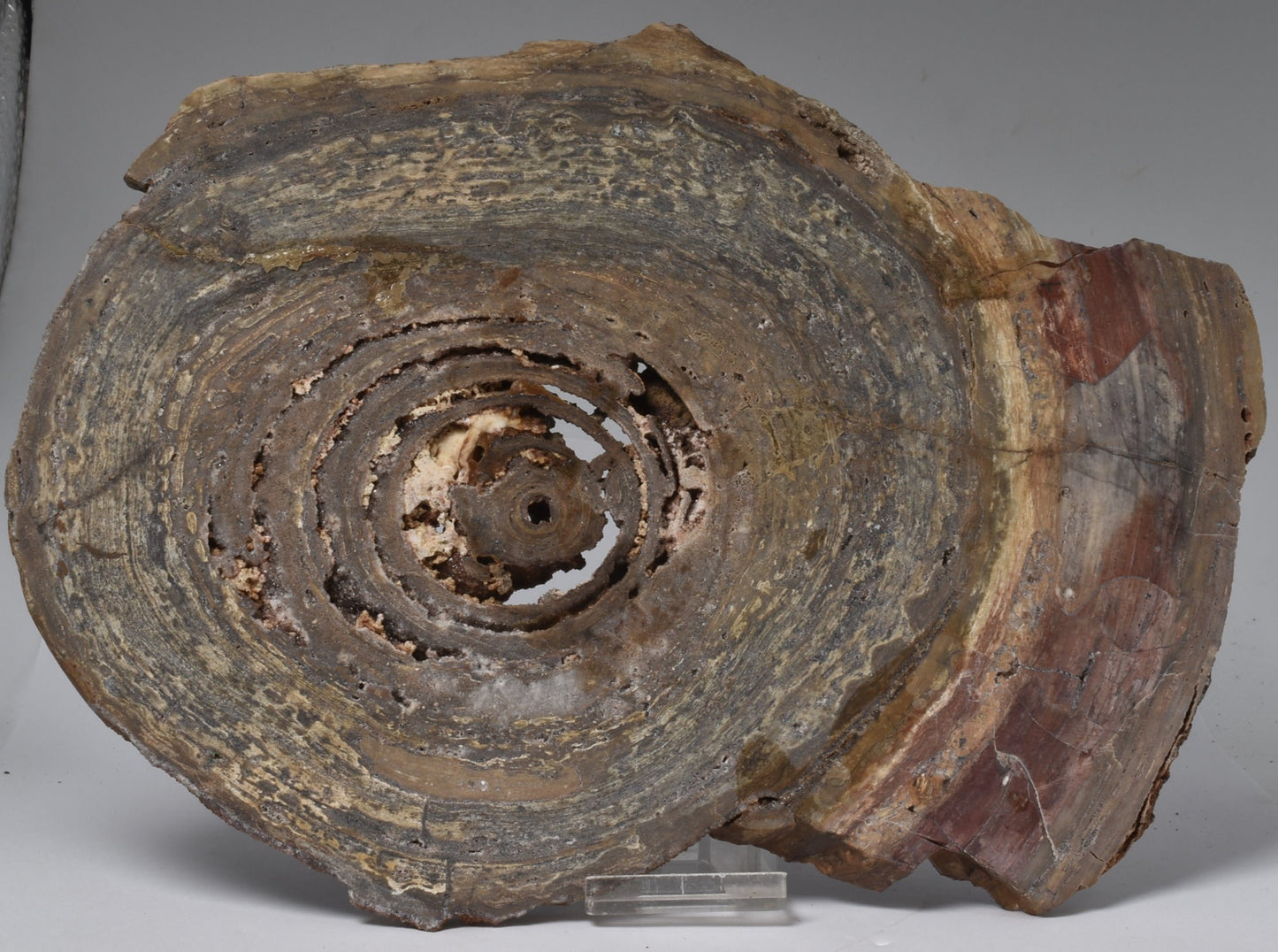 STROMATOLITE, CONOPHYTON, TOP SPRINGS, AUSTRALIA S13