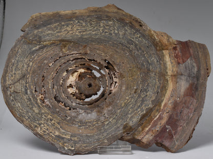 STROMATOLITE, CONOPHYTON, TOP SPRINGS, AUSTRALIA S13